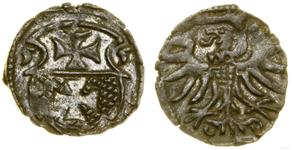 Polska Denar 1555 "Elbląg" na aukcji WCN - 29 maja 2025